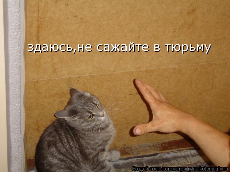 здаюсь,не сажайте в тюрьму... Котоматрица: здаюсь,не сажайте в тюрьму