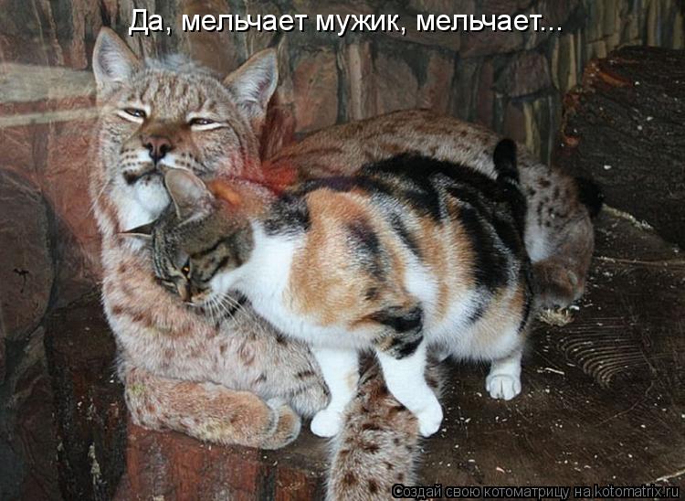 Да, мельчает мужик, мельчает...... Котоматрица: Да, мельчает мужик, мельчает...