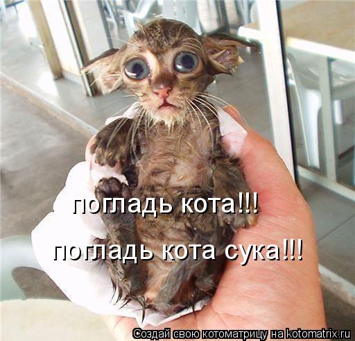 погладь кота!!! погладь кота сука!!!... Котоматрица: погладь кота!!! погладь кота сука!!!