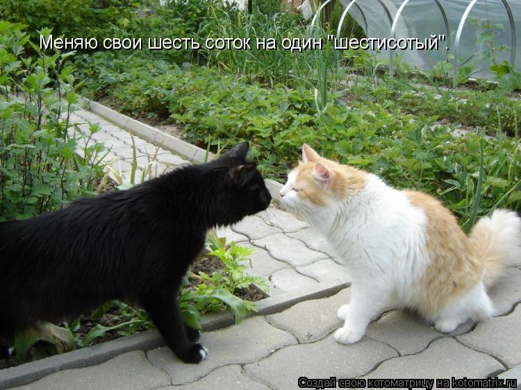 Меняю свои шесть соток на один "шестисотый".... Котоматрица: Меняю свои шесть соток на один "шестисотый".