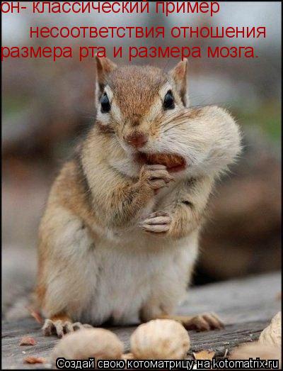 он- классический пример несоответствия отношения размера рта и размера мозга.... Котоматрица: он- классический пример несоответствия отношения размера рта и размера мозга.