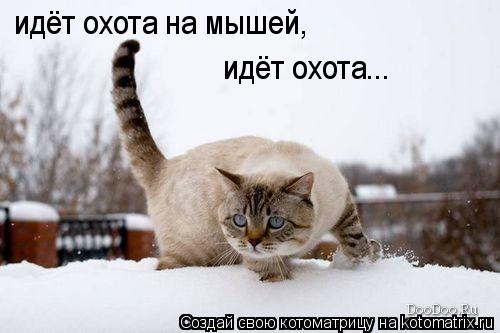 Котоматрица: идёт охота на мышей, идёт охота...