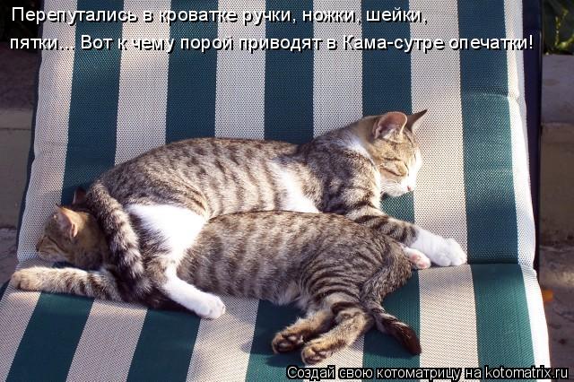 Котоматрица: пятки... Вот к чему порой приводят в Кама-сутре опечатки! Перепутались в кроватке ручки, ножки, шейки,