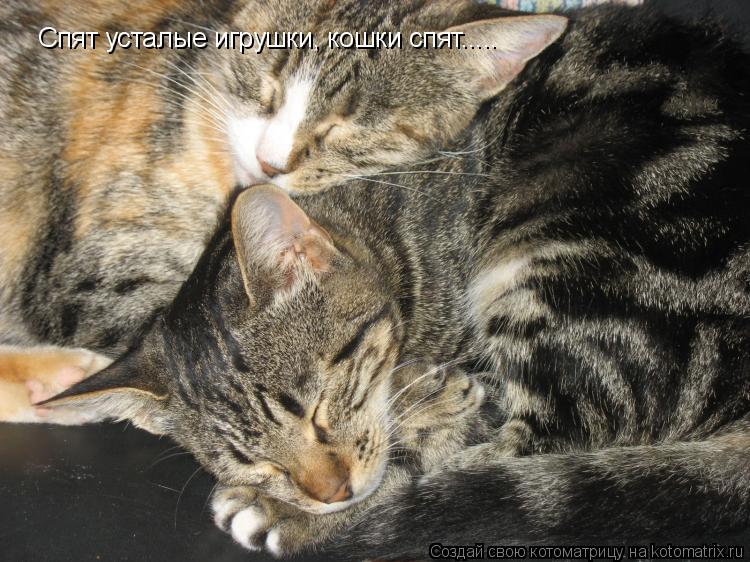 Спят усталые игрушки, кошки спят........ Котоматрица: Спят усталые игрушки, кошки спят.....