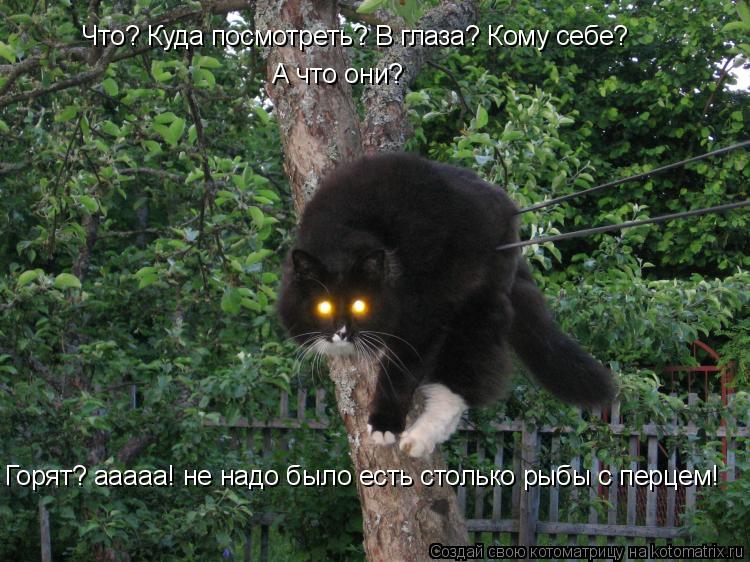 Что? Куда посмотреть? В глаза? Кому себе? А что они? Горят? ааааа! не надо было есть столько рыбы с п... Котоматрица: Что? Куда посмотреть? В глаза? Кому себе? А что они? Горят? ааааа! не надо было есть столько рыбы с перцем!