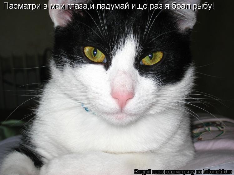 Пасматри в маи глаза,и падумай ищо раз я брал рыбу!... Котоматрица: Пасматри в маи глаза,и падумай ищо раз я брал рыбу!