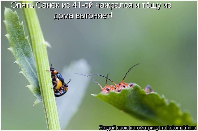 дома выгоняет! Опять Санёк из 41-ой нажрался и тёщу из... Котоматрица: дома выгоняет! Опять Санёк из 41-ой нажрался и тёщу из