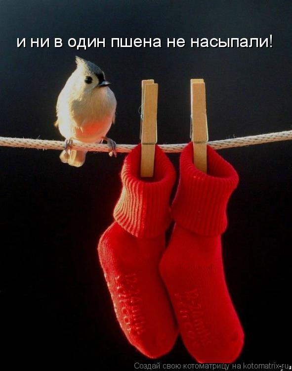 Котоматрица: и ни в один пшена не насыпали!