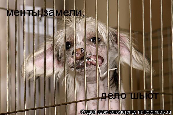 Котоматрица: менты замели, дело шьют