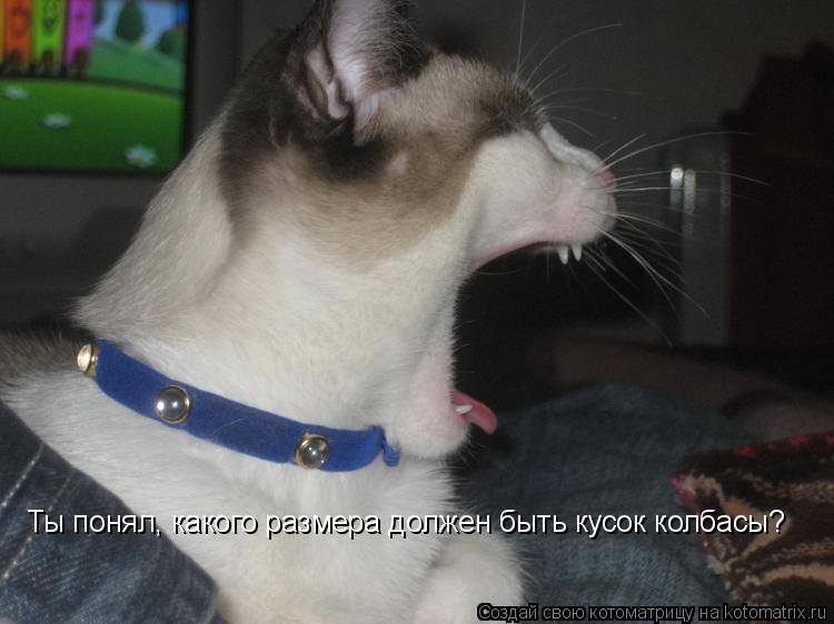 Ты понял, какого размера должен быть кусок колбасы?... Котоматрица: Ты понял, какого размера должен быть кусок колбасы?