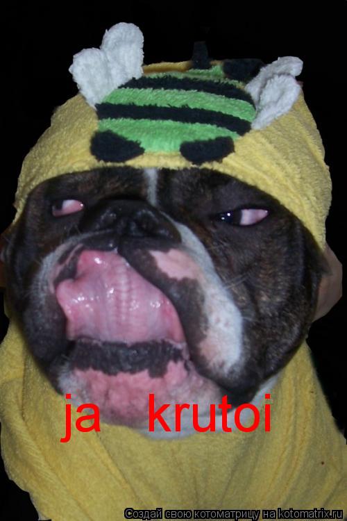 ja krutoi... Котоматрица: ja krutoi