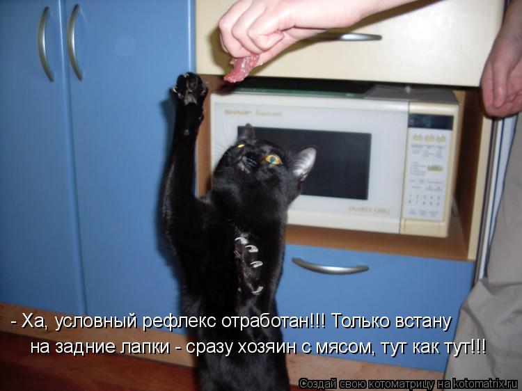 - Ха, условный рефлекс отработан!!! Только встану на задние лапки - сразу хозяин с мясом, тут как тут... Котоматрица: - Ха, условный рефлекс отработан!!! Только встану на задние лапки - сразу хозяин с мясом, тут как тут!!!