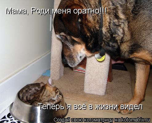 Котоматрица: Мама, Роди меня оратно!!! Теперь я всё в жизни видел