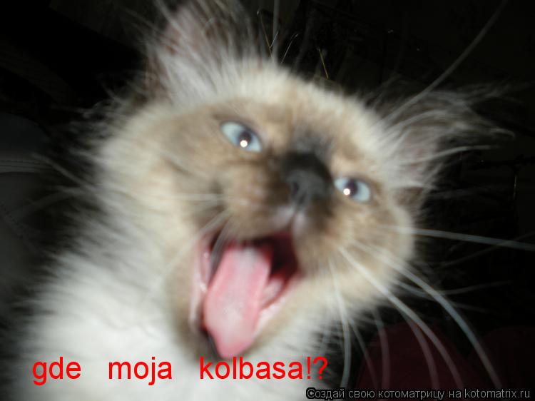 gde moja kolbasa!?... Котоматрица: gde moja kolbasa!?