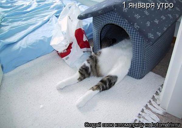 1 января утро... Котоматрица: 1 января утро