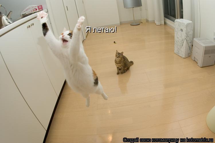 Котоматрица: Я летаю! Я летаю!