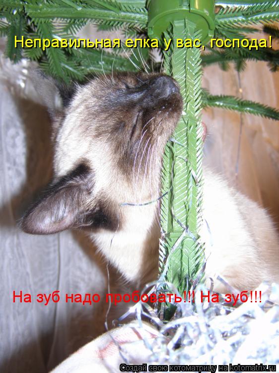 Неправильная елка у вас, господа! На зуб надо пробовать!!! На зуб!!!... Котоматрица: Неправильная елка у вас, господа! На зуб надо пробовать!!! На зуб!!!