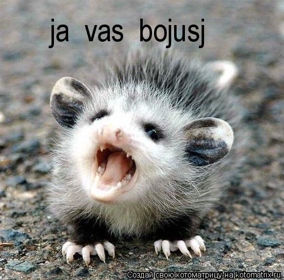 ja vas bojusj... Котоматрица: ja vas bojusj