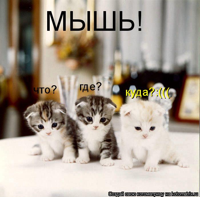 МЫШЬ! что? где? куда?:(((... Котоматрица: МЫШЬ! что? где? куда?:(((