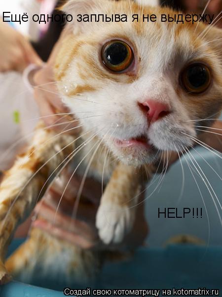 Ещё одного заплыва я не выдержу HELP!!!... Котоматрица: Ещё одного заплыва я не выдержу HELP!!!