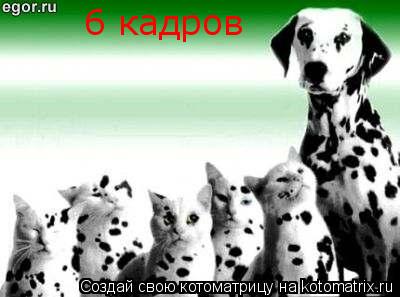 Котоматрица: 6 кадров