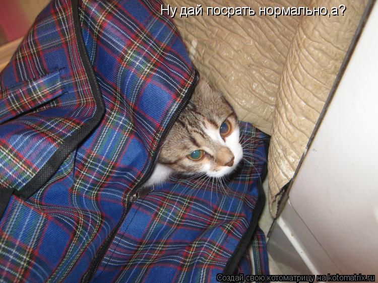 Ну дай посрать нормально,а?... Котоматрица: Ну дай посрать нормально,а?