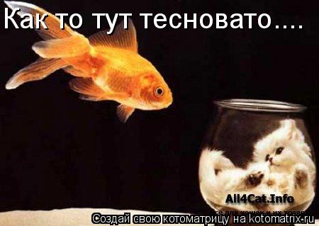 Как то тут тесновато....... Котоматрица: Как то тут тесновато....