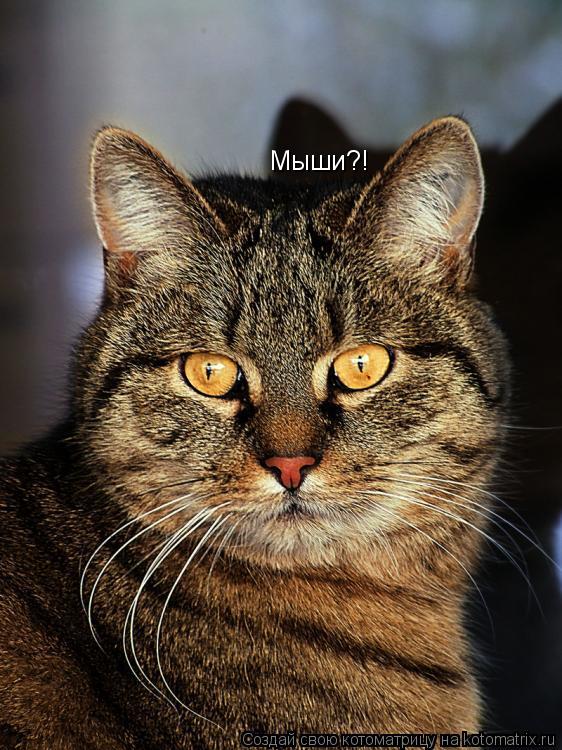 Мыши?!... Котоматрица: Мыши?!