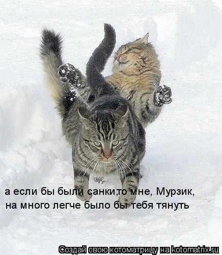 а если бы были санки, то мне, Мурзик, на много легче было бы тебя тянуть... Котоматрица: а если бы были санки, то мне, Мурзик, на много легче было бы тебя тянуть