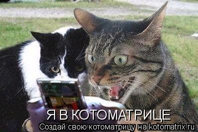 Я В КОТОМАТРИЦЕ... Котоматрица: Я В КОТОМАТРИЦЕ