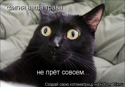 фигня ваша трава не прёт совсем...... Котоматрица: фигня ваша трава не прёт совсем...