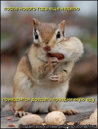 после нового года еще неделю приходится доедать праздничную еду..... Котоматрица: после нового года еще неделю приходится доедать праздничную еду..