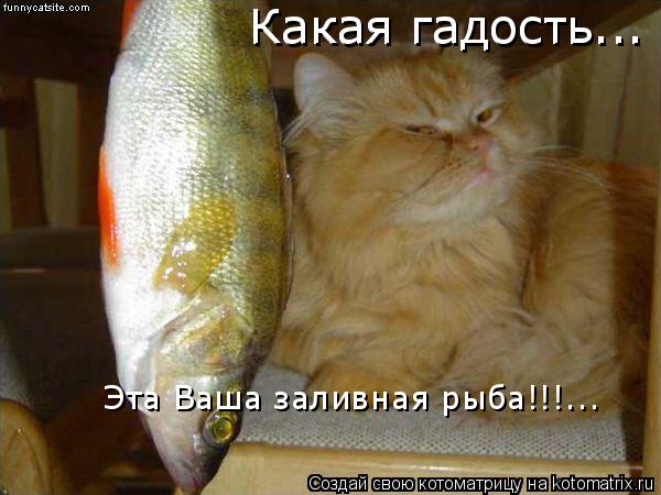Какая гадость... Какая гадость... Эта Ваша заливная рыба!!!...... Котоматрица: Какая гадость... Какая гадость... Эта Ваша заливная рыба!!!...