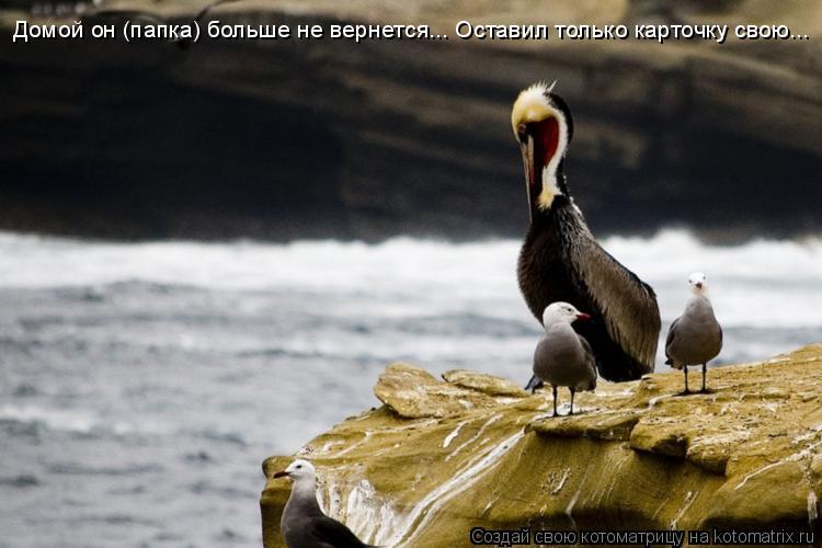 Котоматрица: Домой он (папка) больше не вернется... Оставил только карточку свою...