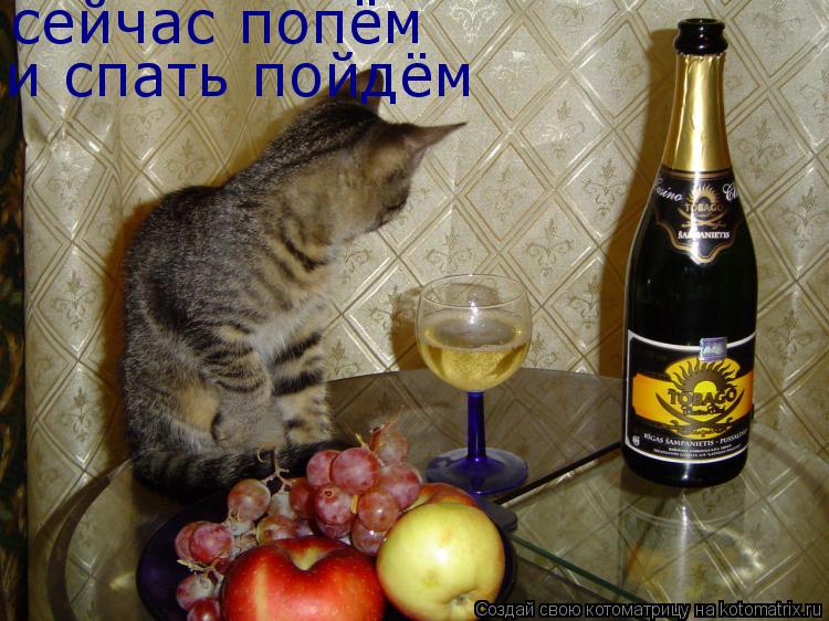 сейчас попём и спать пойдём... Котоматрица: сейчас попём и спать пойдём