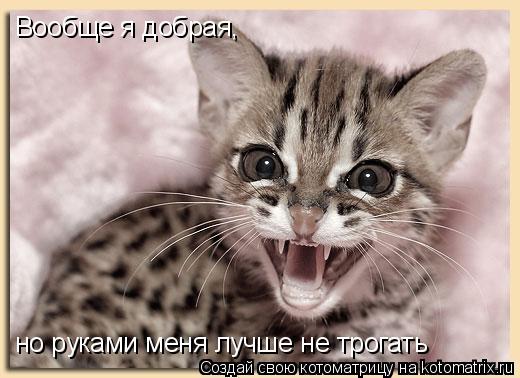Вообще я добрая, но руками меня лучше не трогать... Котоматрица: Вообще я добрая, но руками меня лучше не трогать