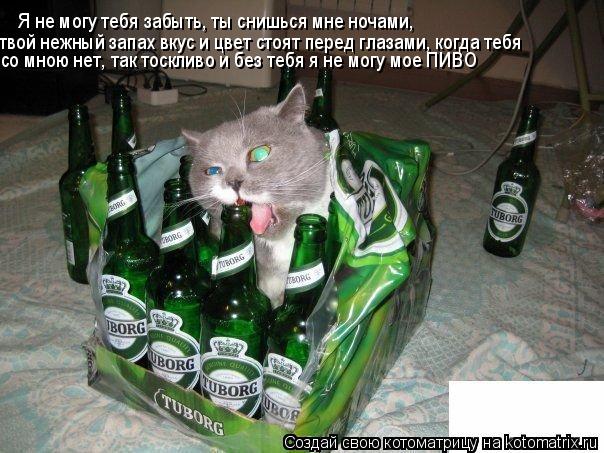 Я не могу тебя забыть, ты снишься мне ночами, твой нежный запах вкус и цвет стоят перед глазами, когд... Котоматрица: Я не могу тебя забыть, ты снишься мне ночами, твой нежный запах вкус и цвет стоят перед глазами, когда тебя со мною нет, так тоскливо и без те