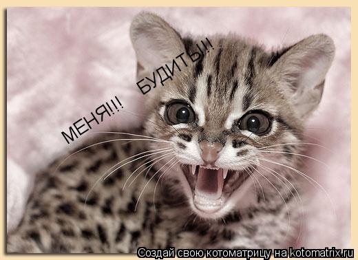 Котоматрица: МЕНЯ!!!    БУДИТЬ!!!