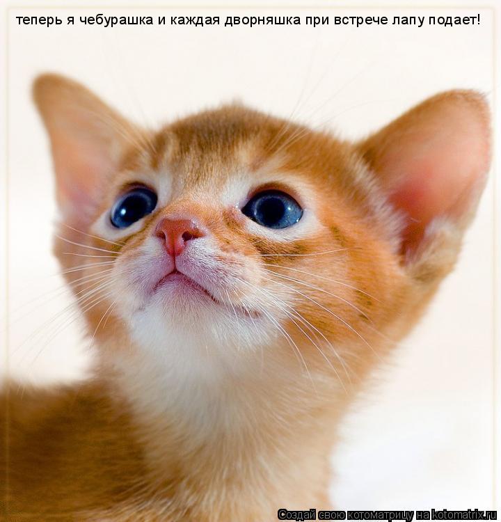 теперь я чебурашка и каждая дворняшка при встрече лапу подает!... Котоматрица: теперь я чебурашка и каждая дворняшка при встрече лапу подает!