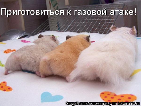 Приготовиться к газовой атаке!... Котоматрица: Приготовиться к газовой атаке!