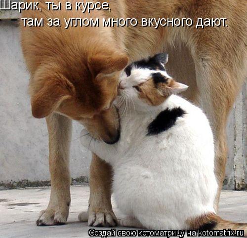 Шарик, ты в курсе, там за углом много вкусного дают.... Котоматрица: Шарик, ты в курсе, там за углом много вкусного дают.