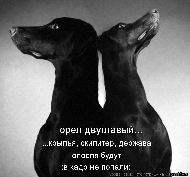 орел двуглавый... ...крылья, скипитер, держава опосля будут (в кадр не попали)... Котоматрица: орел двуглавый... ...крылья, скипитер, держава опосля будут (в кадр не попали)
