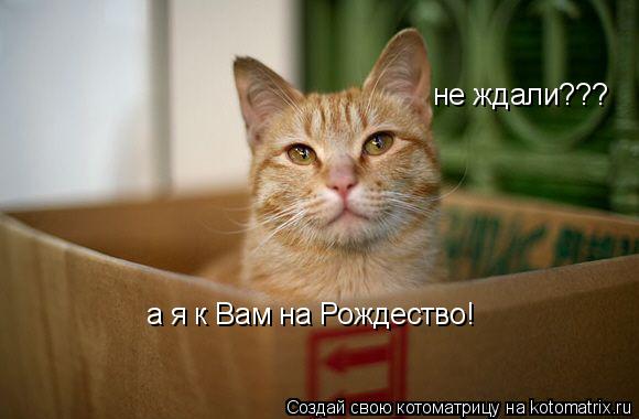 не ждали??? а я к Вам на Рождество!... Котоматрица: не ждали??? а я к Вам на Рождество!