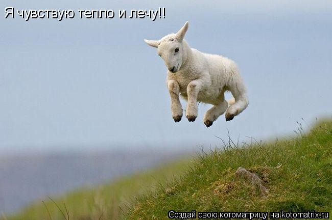 Я чувствую тепло и лечу!!... Котоматрица: Я чувствую тепло и лечу!!