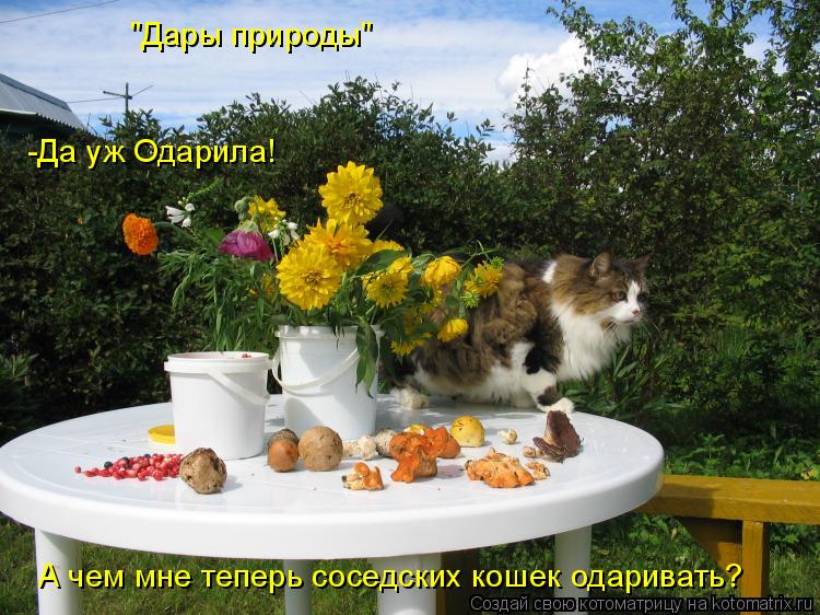 "Дары природы" А чем мне теперь соседских кошек одаривать? -Да уж Одарила!... Котоматрица: "Дары природы" А чем мне теперь соседских кошек одаривать? -Да уж Одарила!