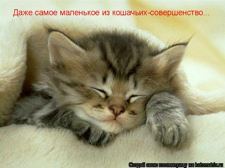 Даже самое маленькое из кошачьих-совершенство...... Котоматрица: Даже самое маленькое из кошачьих-совершенство...