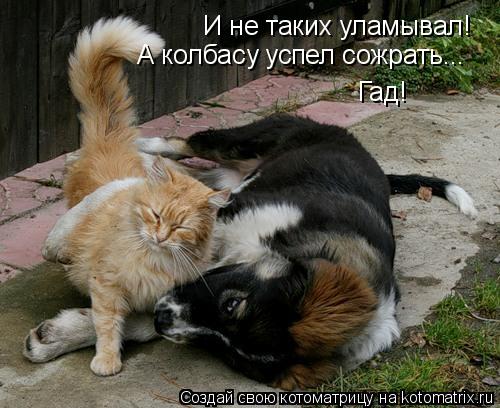 И не таких уламывал! А колбасу успел сожрать... Гад!... Котоматрица: И не таких уламывал! А колбасу успел сожрать... Гад!