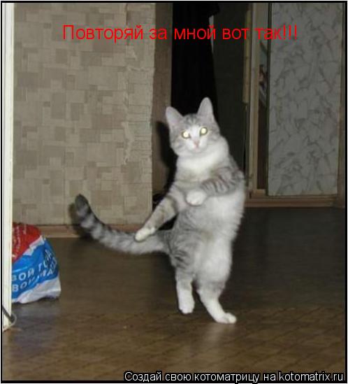 Повторяй за мной вот так!!!... Котоматрица: Повторяй за мной вот так!!!