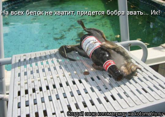 На всех белок не хватит, придется бобра звать... Ик!... Котоматрица: На всех белок не хватит, придется бобра звать... Ик!