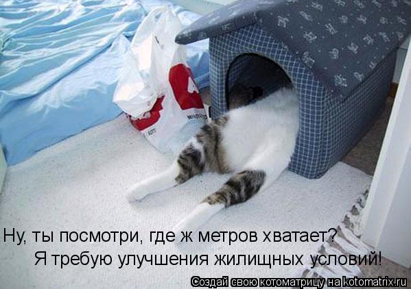 Ну, ты посмотри, где ж метров хватает? Я требую улучшения жилищных условий!... Котоматрица: Ну, ты посмотри, где ж метров хватает? Я требую улучшения жилищных условий!